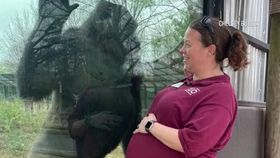 VIDEO Legătura specială dintre o gorilă și îngrijitoarea ei. S-a întâmplat la Grădina Zoologică din Arcansaw
